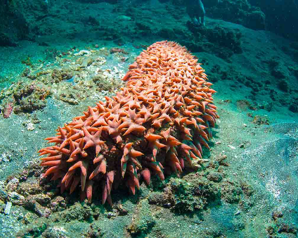 Sea Cucumber: Learn What This Phallic Delicacy Can Do for Your Health