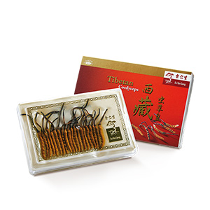 Superior Tibetan Cordyceps