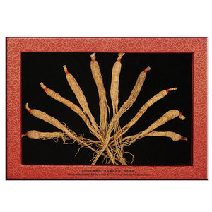 Selected Fallow Ginseng (20gm)